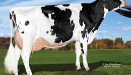Top Holsteins hard to beat when compared across breeds